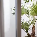 Vita Verde